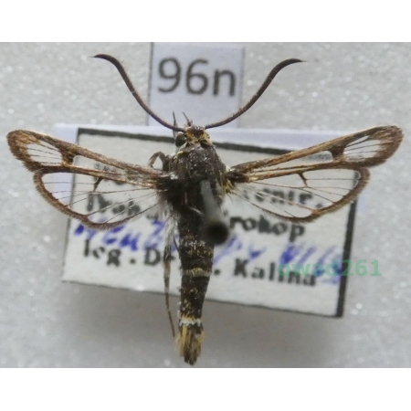 Chamaesphecia dumonti Le Cerf, 1922 Czech96n